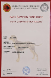 Baby sampion